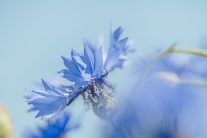 Senaste från Liberalerna